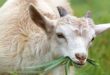 Rekomendasi Tempat Penjual Kambing Murah di Trenggalek