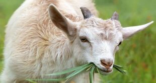 Rekomendasi Tempat Penjual Kambing Murah di Trenggalek