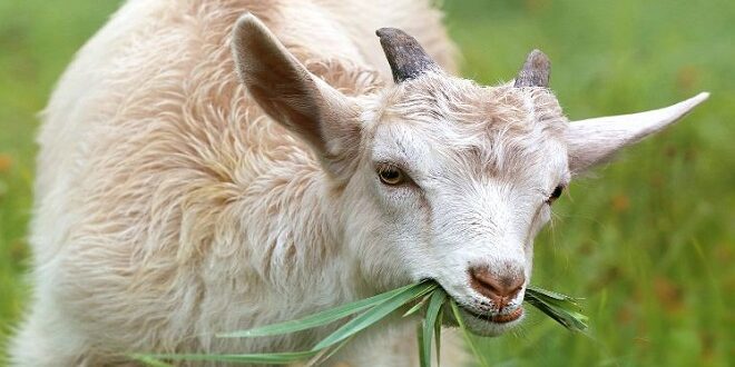 Rekomendasi Tempat Penjual Kambing Murah di Trenggalek
