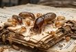 Kesalahan Umum Pemilik Rumah yang Mengundang Rayap